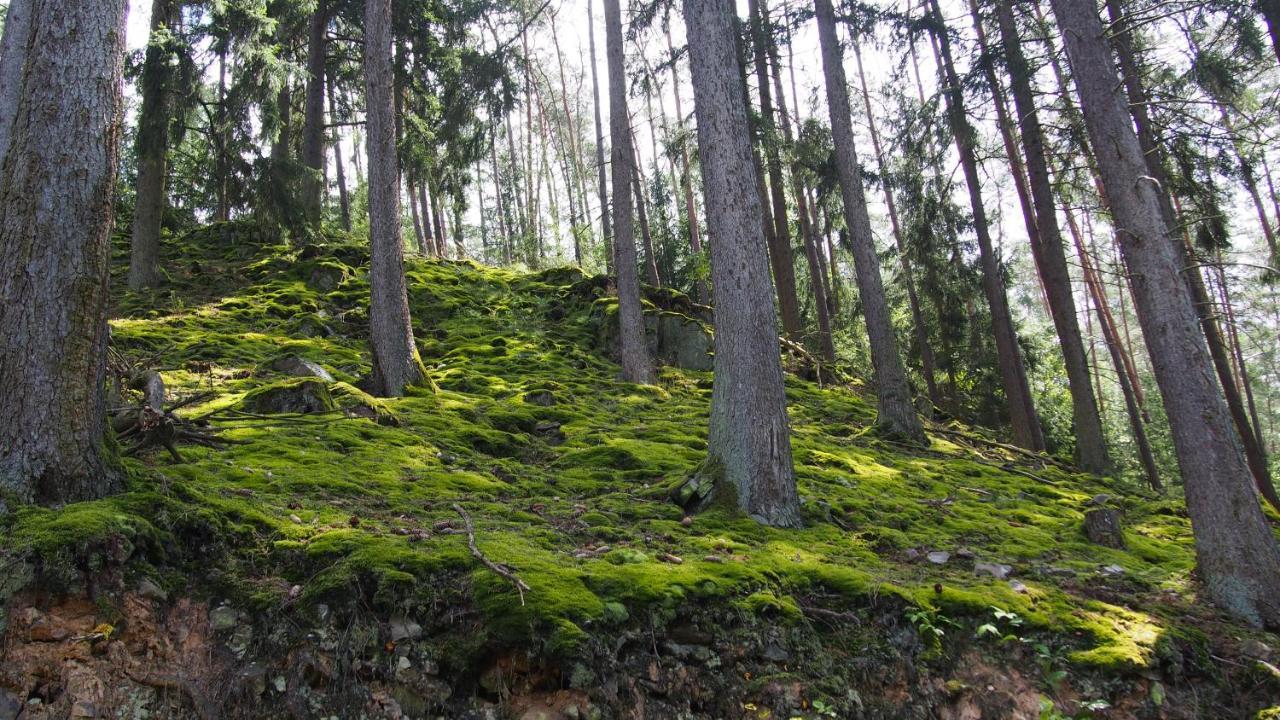 Fewo Talula - Sauerland Mit Hund Leilighet Medebach Eksteriør bilde